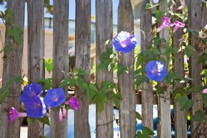 2125 Cedar Street, Berkeley